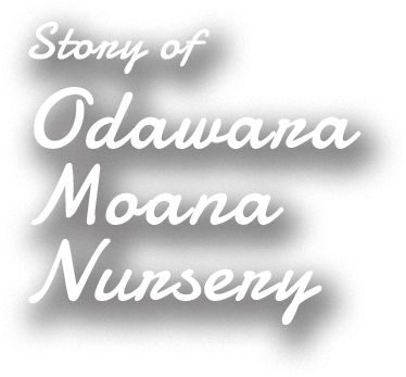 story of  moana